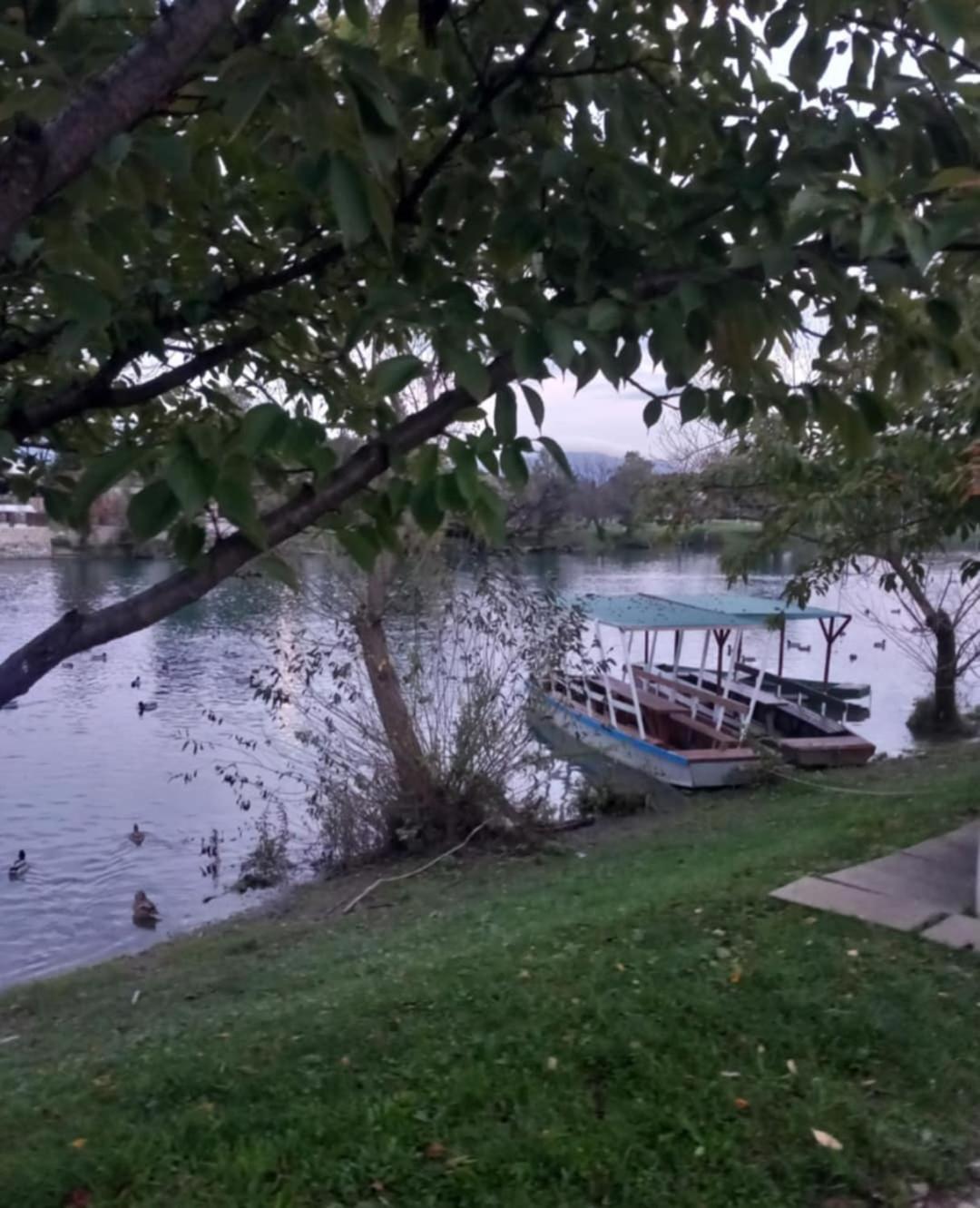 Dea * Bihac